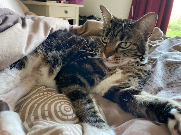 a tabby cat on a brown bedspread looks off-camera to the left
