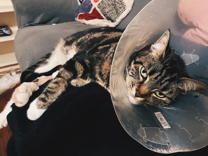 a tabby cat glares at the photo-taker from within a plastic cone; to the left side, her legs (including one recently-shaved one) are visible