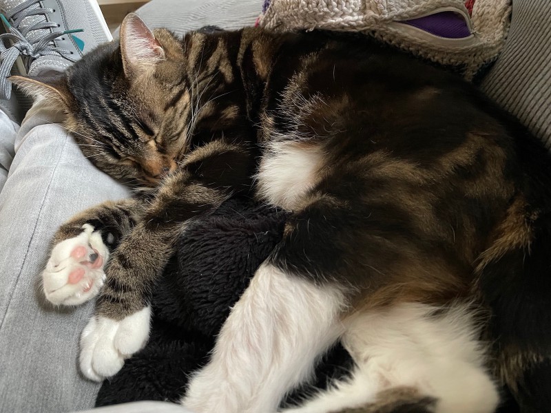 a sleeping tabby cat with a white belly, her head resting near a grey sneaker-wearing foot