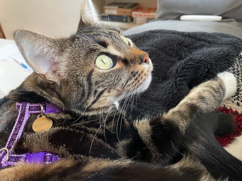 a tabby cat, indoors, looks up and right very alertedly