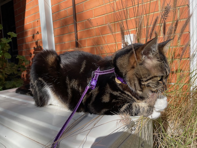 the tabby cat looks up from her chewing at something out of frame (it's Gracie)